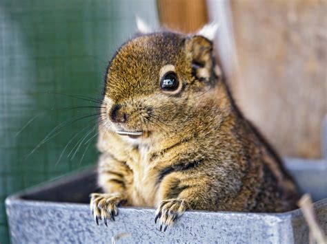are there squirrels in china